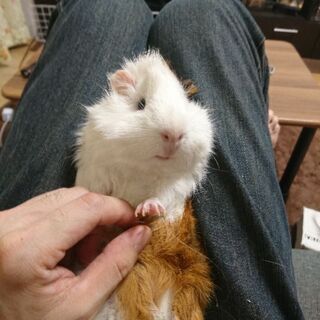 動物が好きな人 − 広島県
