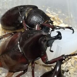フローレンシス(ニセヒメカブト)幼虫5頭