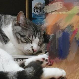 里親さん決まりました、有難うございます