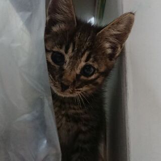 生後1ヶ月半の黒キジ子猫(♂）  - 花巻市