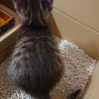 生後1ヶ月半の黒キジ子猫(♂）  - 猫