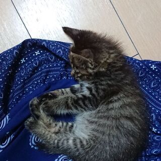 生後1ヶ月半の黒キジ子猫(♂）  − 岩手県