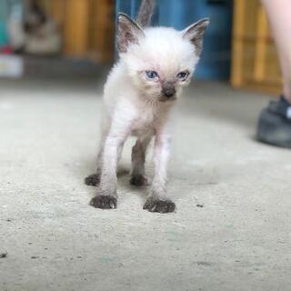 令和2年7月豪雨に保護した猫ちゃんが赤ちゃんを産みました。