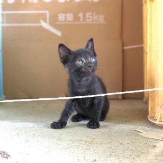令和2年7月豪雨に保護した猫ちゃんが赤ちゃんを産みました。
