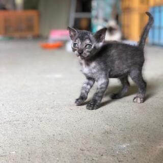 令和2年7月豪雨に保護した猫ちゃんが赤ちゃんを産みました！