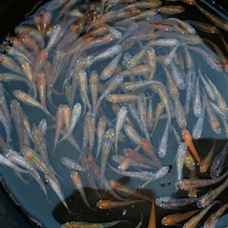 ラメMIX 成魚サイズ　30匹＋αの画像