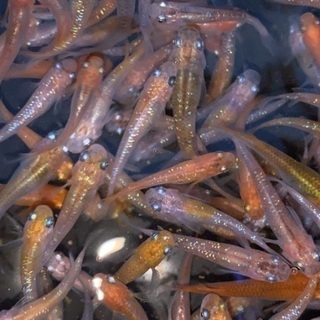 ラメMIX 成魚サイズ　30匹＋αの画像