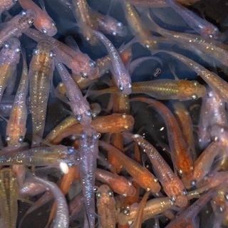 ラメMIX 成魚サイズ　30匹＋αの画像