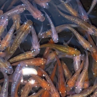 ラメMIX 成魚サイズ　30匹＋α