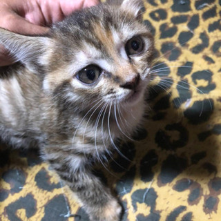 子猫 