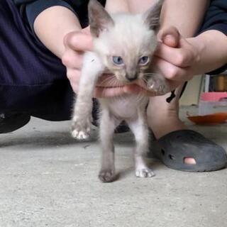 令和2年7月豪雨に保護した猫ちゃんが赤ちゃんを産みました(お話中)