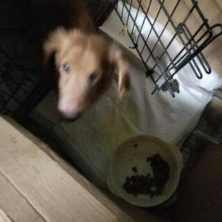 ミニチュアダックス、14才の老犬です。