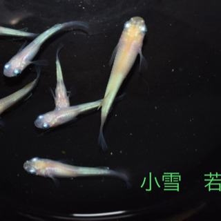 小雪メダカ　オス2 メス5  セット