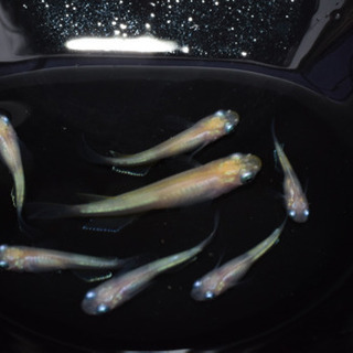 小雪メダカ　オス2 メス5  セットの画像