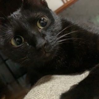 黒猫はお好きですか？