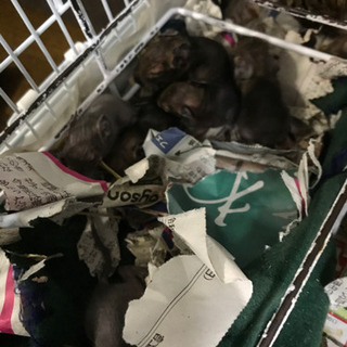 デグー　ベビー　9月26日生まれ