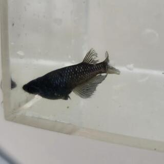 繁殖確認済み　ブラックダイヤの若魚　３ペア　残1ｾｯﾄ