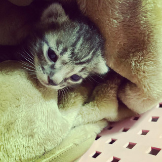 まだミルクが必要です
