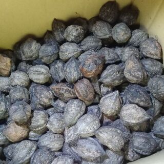 胡桃（オニグルミ）約3kg+お好きなだけ拾ってお持ち帰り