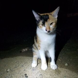 里親募集