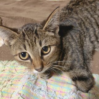 左前足欠損の子猫