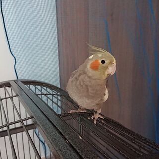 オカメインコ ノーマル  問い合わせ中につき一旦閉めました