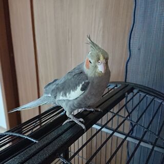 オカメインコ ノーマル  問い合わせ中につき一旦閉めました - 流山市