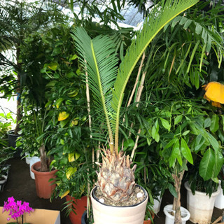 蘇鉄　テーブルサイズ　3号