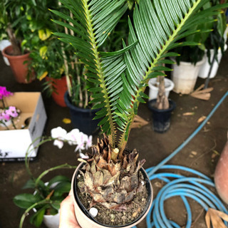 蘇鉄　テーブルサイズ　3号の画像