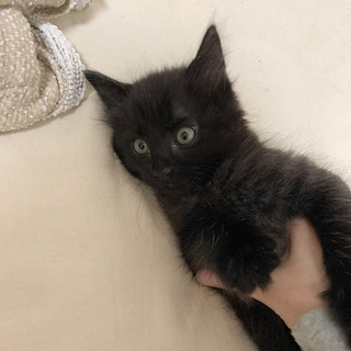 カワイイ子猫の兄弟！🌟