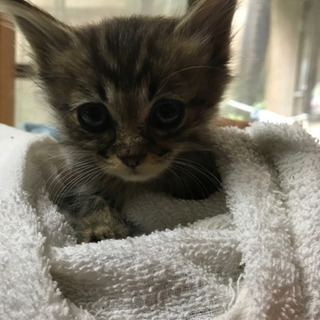 キジトラ子猫