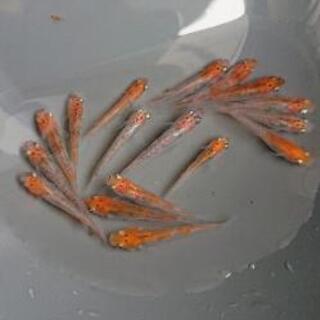 メダカ(三色錦)2ペア+１・お取引決まりましたの画像