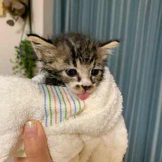 🐈可愛いこねこ　里親募集！！
