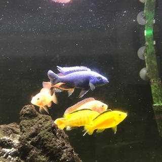 熱帯魚　アフリカンシクリッド No4 カエルレウス