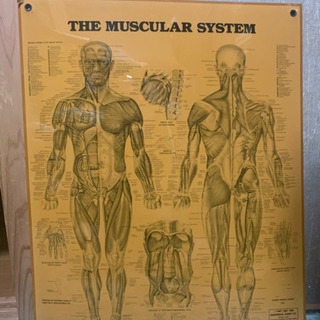 人体図 骨•筋肉の画像