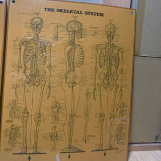 人体図 骨•筋肉の画像