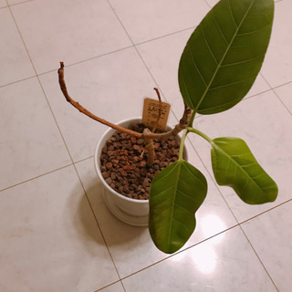 無印良品　フィカス・アルテシマ　観葉植物