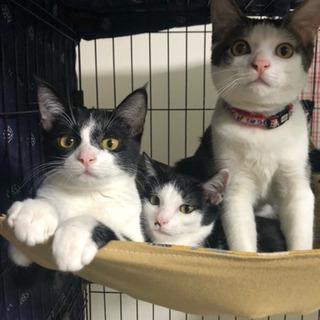 生後約4ヶ月半のスリゴロな子猫の里親募集です！