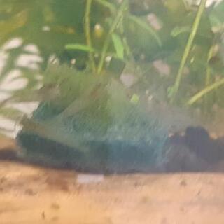 ミナミヌマエビ10尾の画像