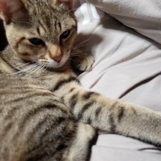 一歳半のオス猫 - 猫