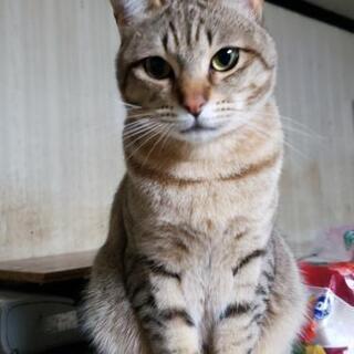 一歳半のオス猫