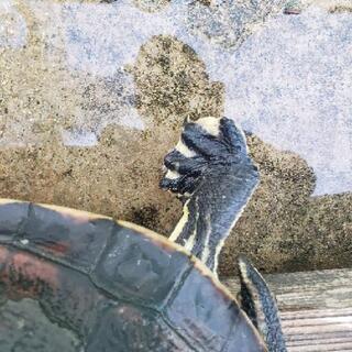 カメ（レッドベリー）決まりました。 - その他