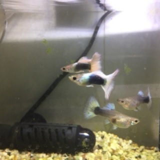 国産グッピードイツイエロータキシード若魚ペア3セット
