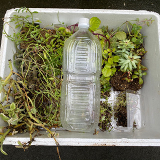 多肉植物　2ℓペッボトル4本分以上の画像