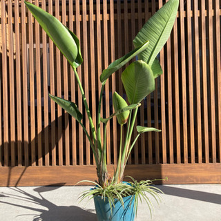 旅人の木　タビビトノキ　観葉植物　中
