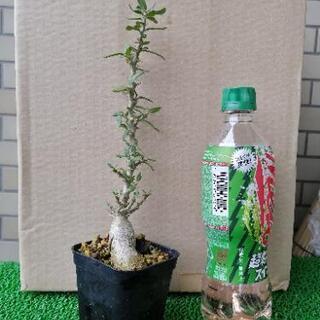 パキポディウム　ビスピノーサム実生