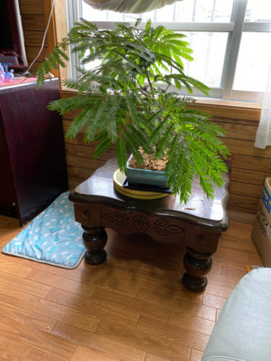 エバーフレッシュ　盆栽仕立て