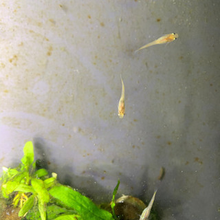鈴めだか若魚6匹