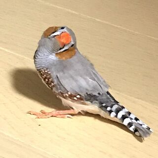 錦華鳥(キンカチョウ)の里親募集してます（オス）