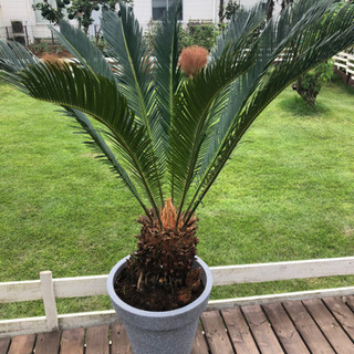 ソテツ　子株付き　鉢付き ソテツ 子株付き 鉢付き